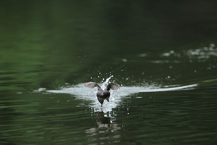 Canon EOS R3・RF800mmF5.6 L IS USMで連写した鳥の画像1