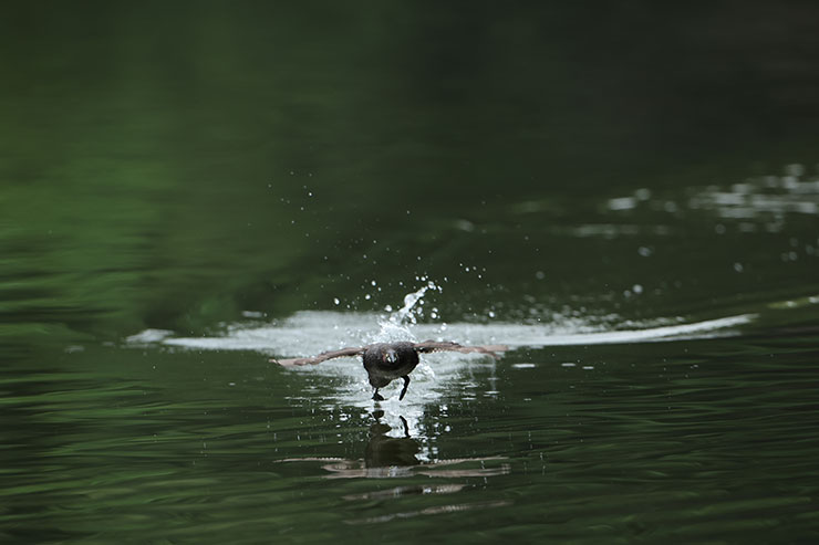 Canon EOS R3・RF800mmF5.6 L IS USMで連写した鳥の画像2