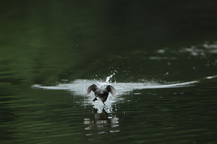 Canon EOS R3・RF800mmF5.6 L IS USMで連写した鳥の画像3