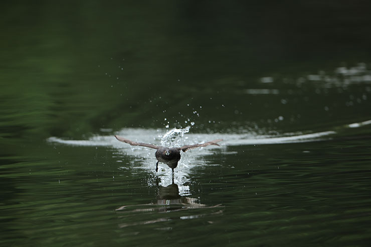 Canon EOS R3・RF800mmF5.6 L IS USMで連写した鳥の画像4