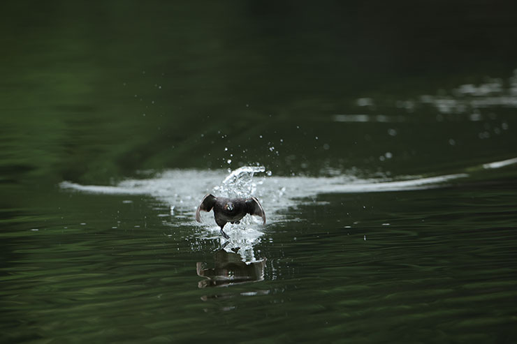 Canon EOS R3・RF800mmF5.6 L IS USMで連写した鳥の画像5