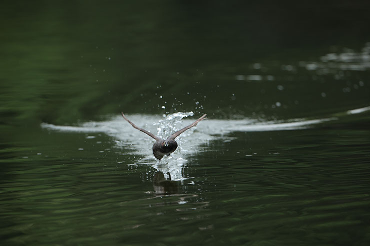 Canon EOS R3・RF800mmF5.6 L IS USMで連写した鳥の画像6