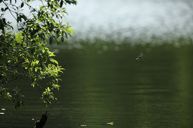 Canon EOS R3・RF800mmF5.6 L IS USMで撮影したトンボの画像