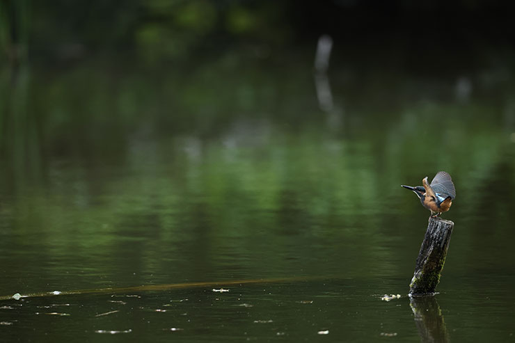 Canon EOS R3・RF800mmF5.6 L IS USMで撮影した水場と鳥の画像