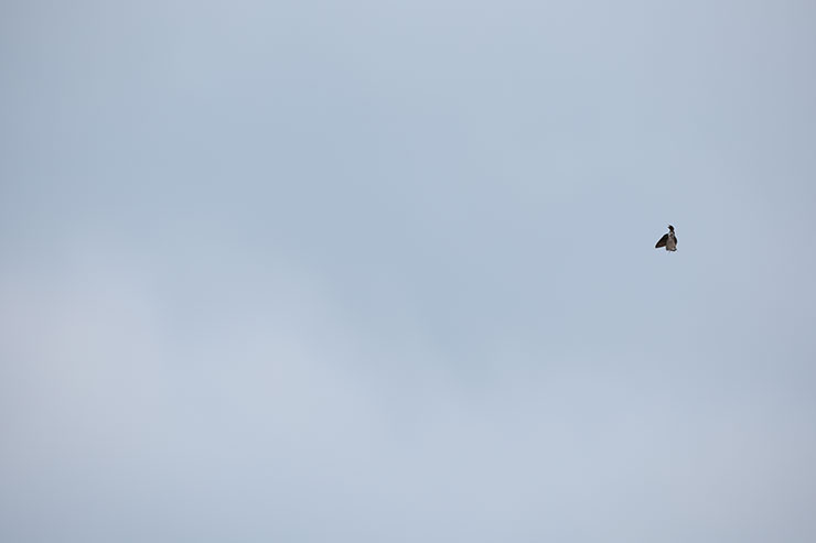Canon EOS R3・RF800mmF5.6 L IS USMで撮影した空と鳥の画像
