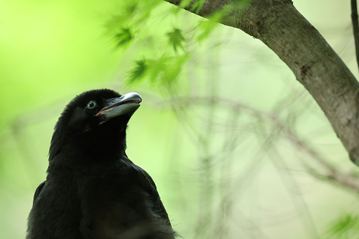 Canon EOS R3・RF800mmF5.6 L IS USMで撮影したカラスの画像