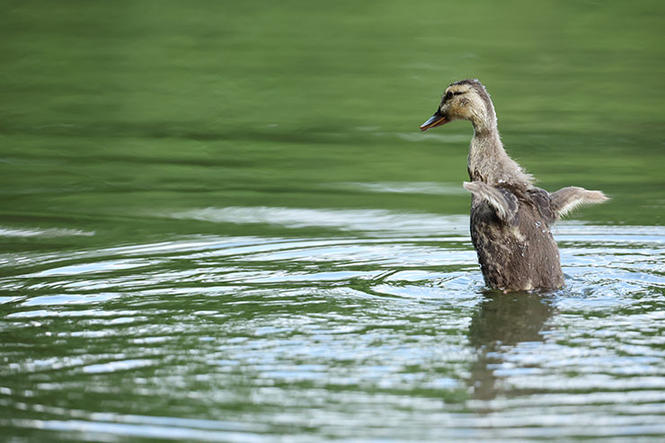 Canon EOS R3・RF800mmF5.6 L IS USMで撮影したカモの画像