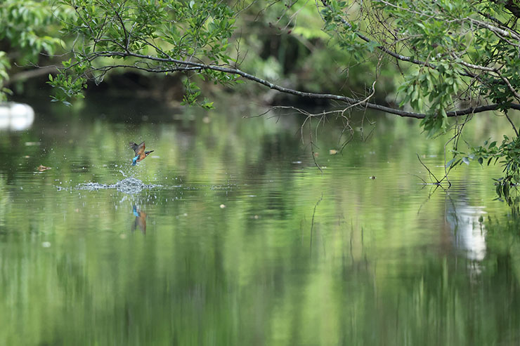 Canon EOS R3・RF800mmF5.6 L IS USMで撮影した餌を捕る鳥の画像