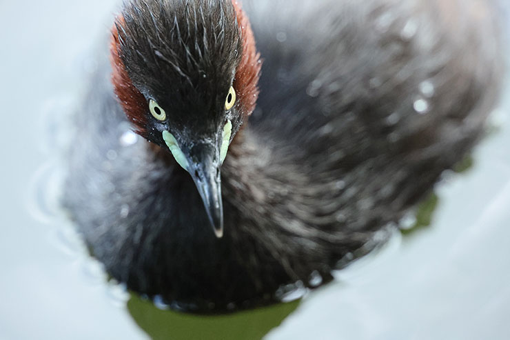 Canon EOS R3・RF800mmF5.6 L IS USMで撮影した鳥の画像アップ画像