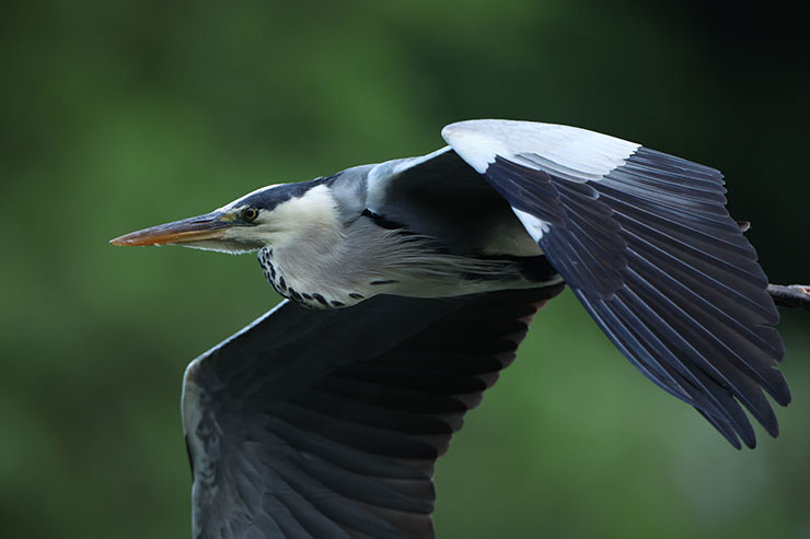 Canon EOS R3・RF800mmF5.6 L IS USMで撮影した飛んでいる野鳥の画像