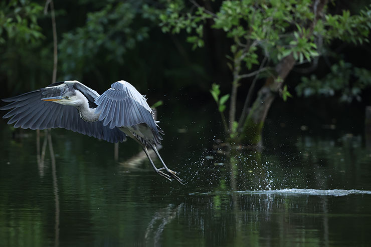 Canon EOS R3・RF800mmF5.6 L IS USMで撮影した羽ばたこうとしている鳥の画像