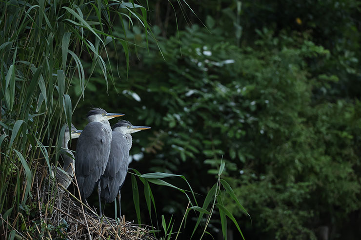 Canon EOS R3・RF800mmF5.6 L IS USMで撮影した巣にいる鳥の画像