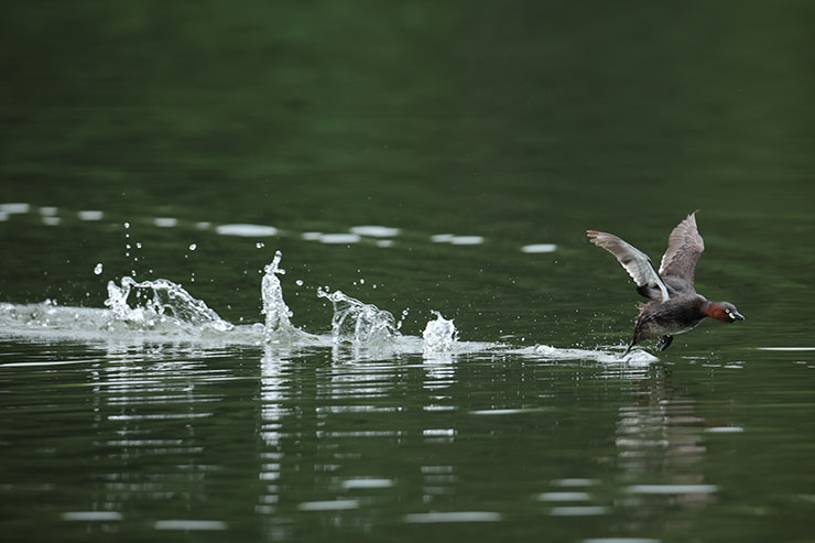 Canon EOS R3・RF800mmF5.6 L IS USMで撮影した水面を走る鳥の画像