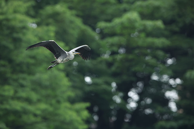 Canon EOS R3・RF800mmF5.6 L IS USMで撮影した公園を羽ばたく鳥の画像