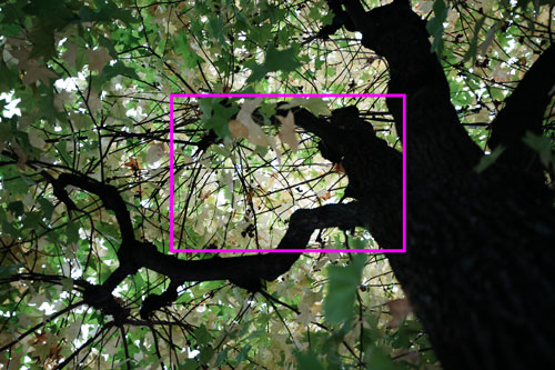 TAMRON（タムロン）20-40mm F/2.8 Di III VXD (Model A062) フリンジ作例