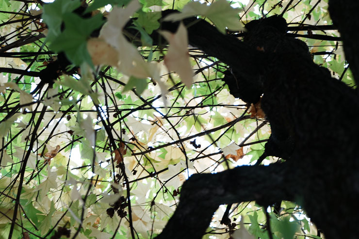 TAMRON（タムロン）20-40mm F/2.8 Di III VXD (Model A062) フリンジ作例拡大