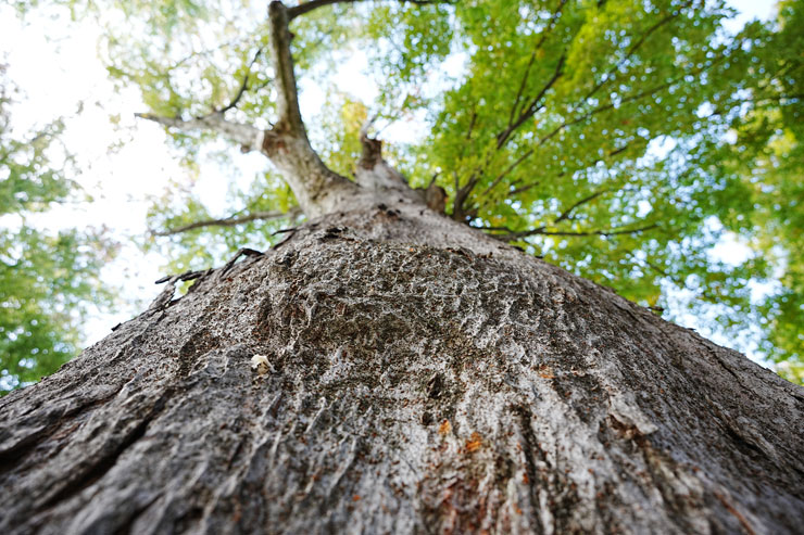 TAMRON（タムロン）20-40mm F/2.8 Di III VXD (Model A062) 作例3