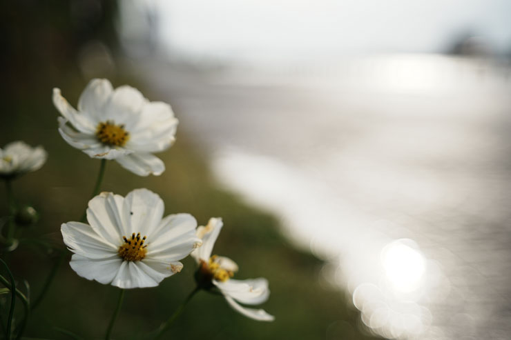 TAMRON（タムロン）20-40mm F/2.8 Di III VXD (Model A062) 作例6