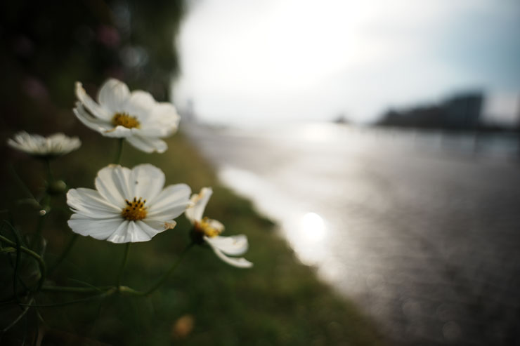 TAMRON（タムロン）20-40mm F/2.8 Di III VXD (Model A062) 作例7