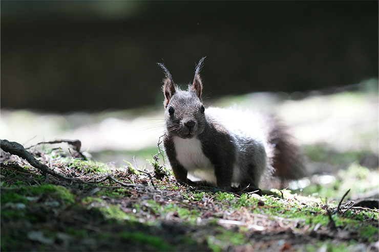 SONY（ソニー） α7R V、作例4