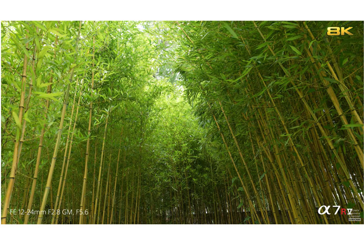 SONY（ソニー） α7R V 8K動画作例1