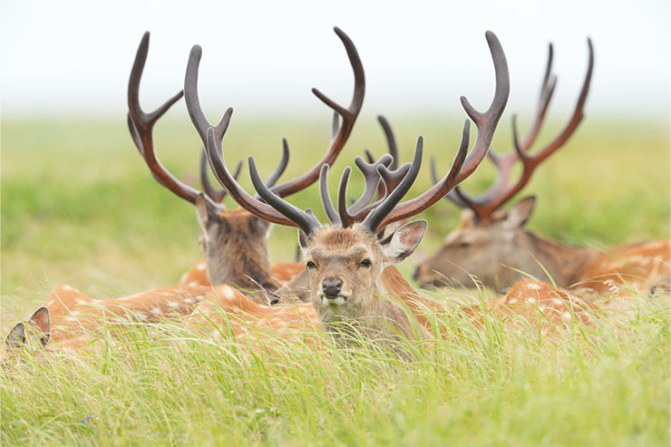 SONY（ソニー） α7R V 作例1