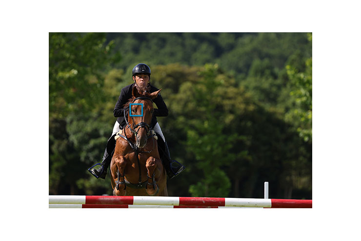 被写体認識「馬」作例