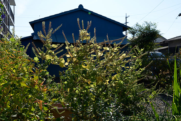 LEICA SL2・アポ・ズミクロンSL f2/35mm ASPH.で撮影した家の草木の画像