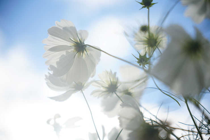 Kenko（ケンコー）ホワイトミスト No.1 作例1