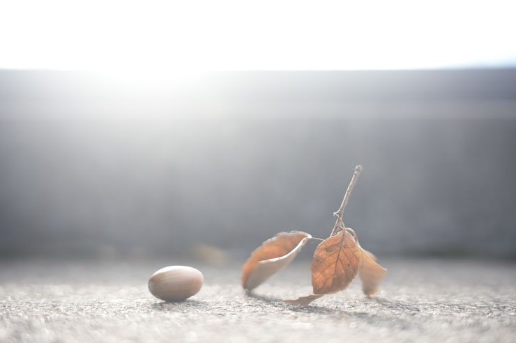 Kenko（ケンコー）ホワイトミスト No.1 作例9