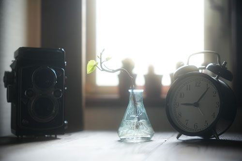 Kenko（ケンコー）ホワイトミスト No.1 ブラックミストNo.1、No.5との光線状態での比較 作例4