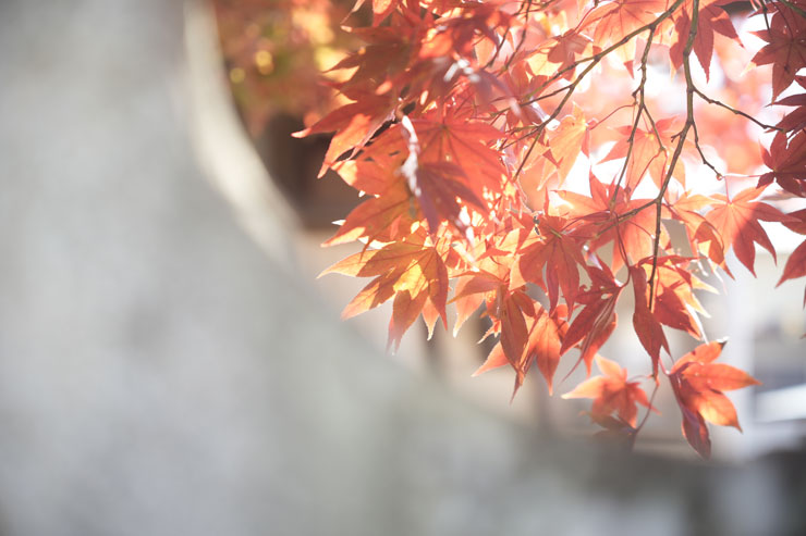 Kenko（ケンコー）ホワイトミスト No.1 作例2