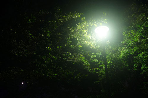 Kenko（ケンコー）ホワイトミスト No.1 点光源での効果の比較 作例2