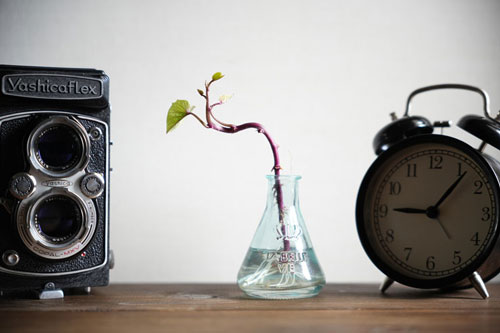 Kenko（ケンコー）ホワイトミスト No.1 ブラックミストNo.1、No.5との光線状態での比較 作例1