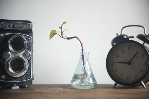 Kenko（ケンコー）ホワイトミスト No.1 ブラックミストNo.1、No.5との光線状態での比較 作例2