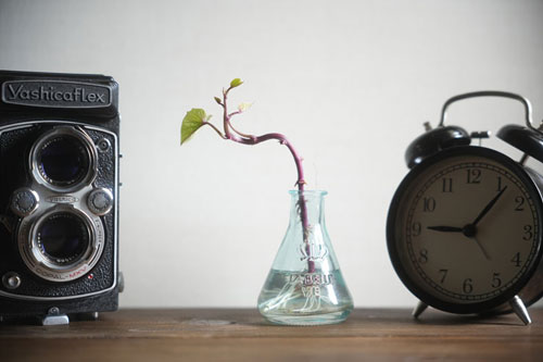 Kenko（ケンコー）ホワイトミスト No.1 ブラックミストNo.1、No.5との光線状態での比較 作例3