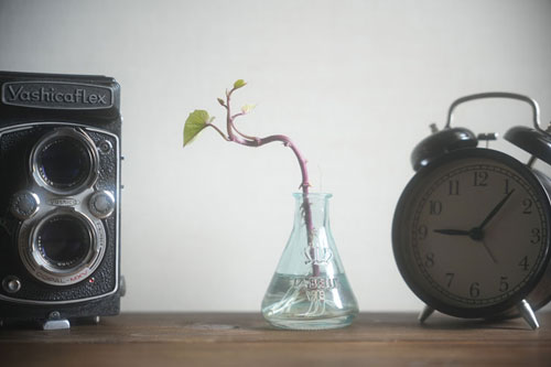 Kenko（ケンコー）ホワイトミスト No.1 ブラックミストNo.1、No.5との光線状態での比較 作例4