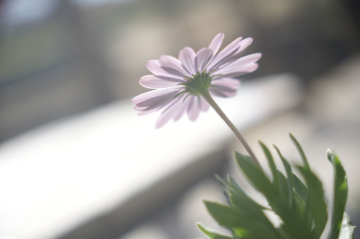 Kenko（ケンコー）ホワイトミスト No.1 作例3