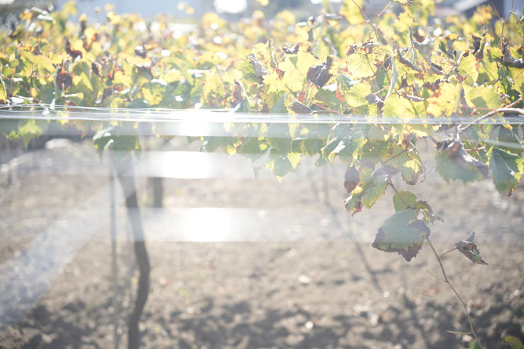 Kenko（ケンコー）ホワイトミスト No.1 作例4