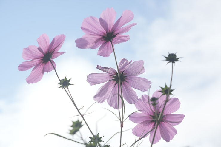 Kenko（ケンコー）ホワイトミスト No.1 作例5