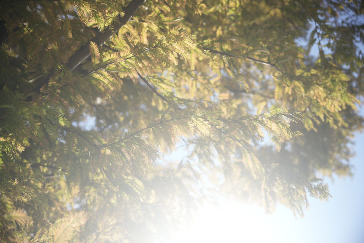 Kenko（ケンコー）ホワイトミスト No.1 作例6