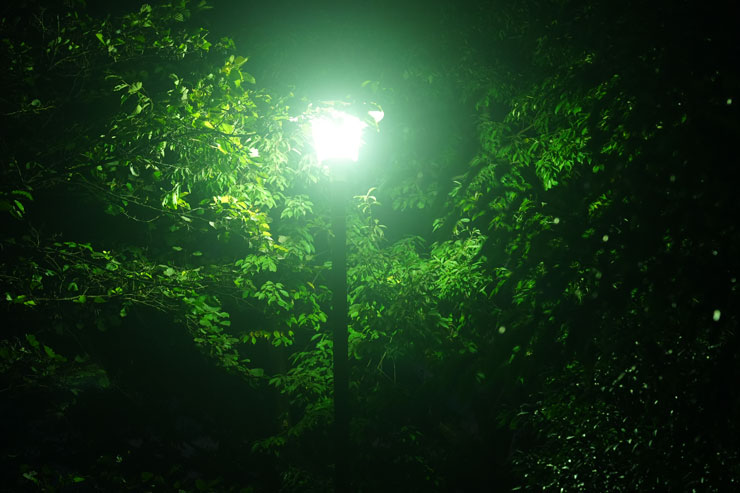 Kenko（ケンコー）ホワイトミスト No.1 作例7