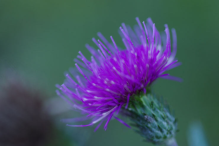 PENTAX K-3 MarkⅢ・HD PENTAX-D FA MACRO 100mmF2.8ED AW（35mm判換算153mm相当）で撮影したアザミの花の画像