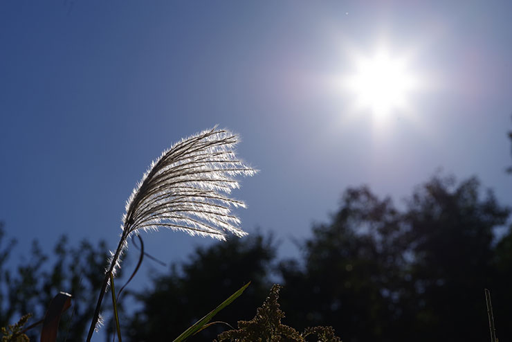 PENTAX K-1 MarkⅡ・HD PENTAX-D FA MACRO 100mm F2.8ED AWで撮影したススキの画像