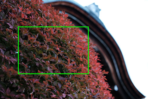 SIGMA（シグマ）18-50mm F2.8 DC DN | Contemporary 解像感作例拡大枠