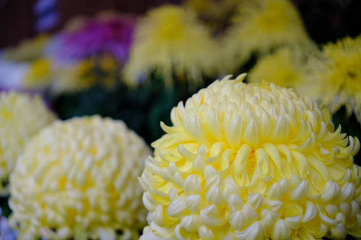 SIGMA（シグマ）18-50mm F2.8 DC DN | Contemporary 作例2