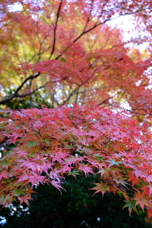 SIGMA（シグマ）18-50mm F2.8 DC DN | Contemporary 作例3