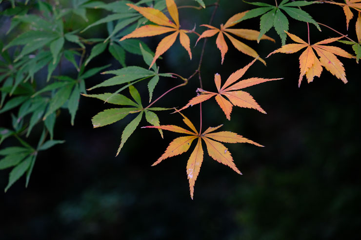 SIGMA（シグマ）18-50mm F2.8 DC DN | Contemporary 作例4