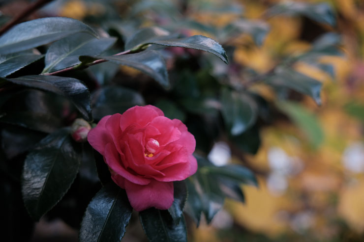 SIGMA（シグマ）18-50mm F2.8 DC DN | Contemporary 作例5