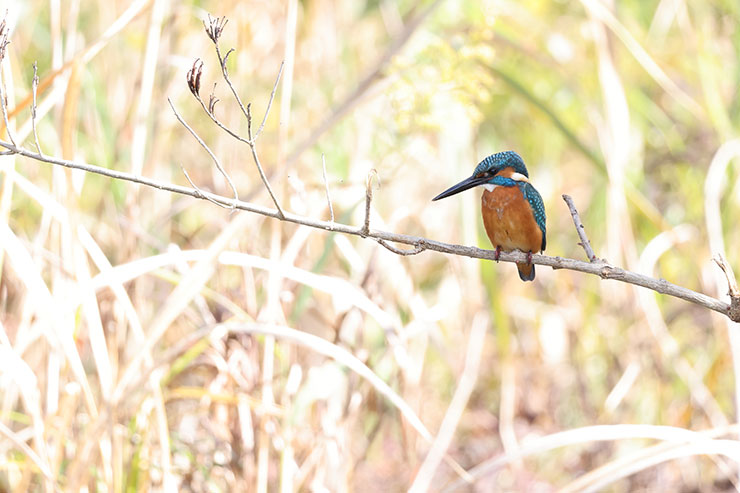 RF100-400mm F5.6-8 IS USM・EXTENDER RF 1.4×・896mmで撮影した近距離のカワセミの画像